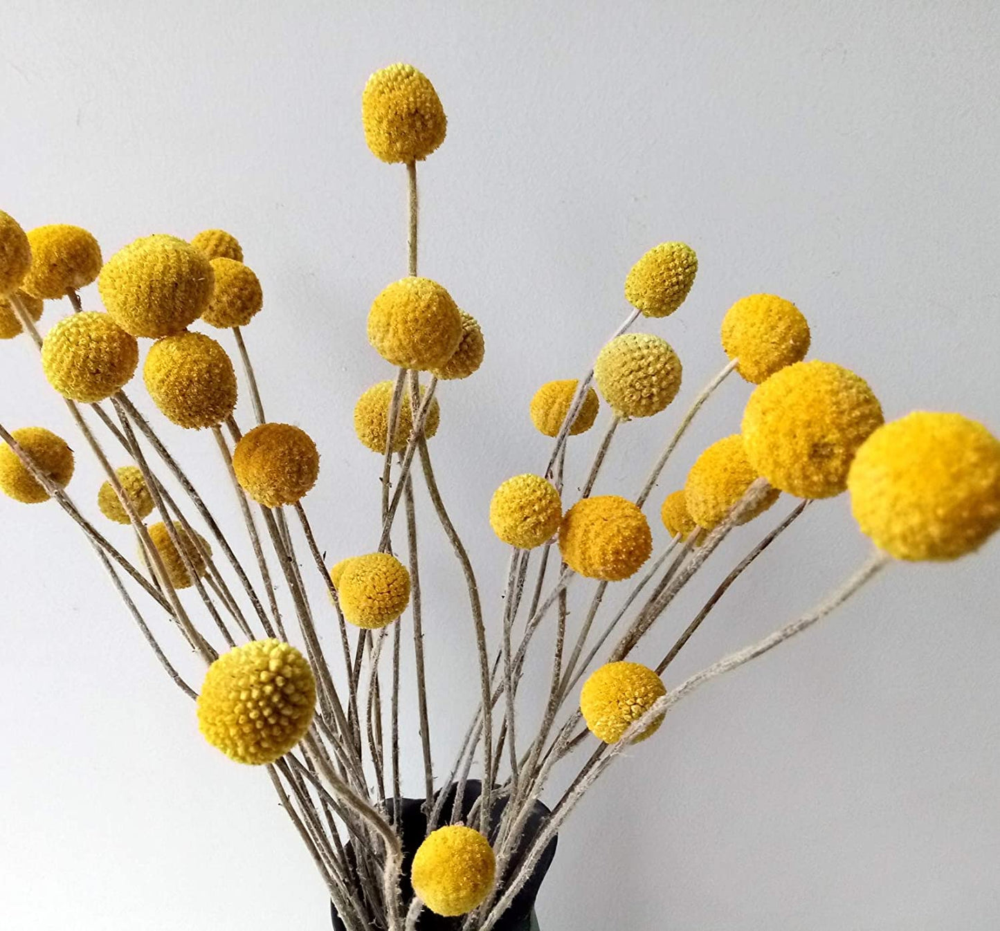 Naturally Dried Craspedia Billy Buttons